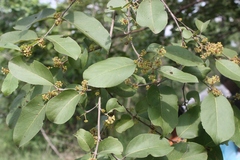 Anogeissus latifolia